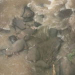 Elefanti morti in Thailandia