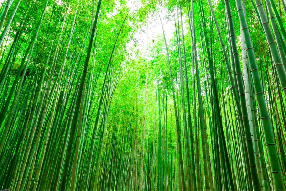 foresta di bamboo