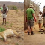Leoni uccisi in Sud Africa