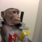 Macaco sperimentazione