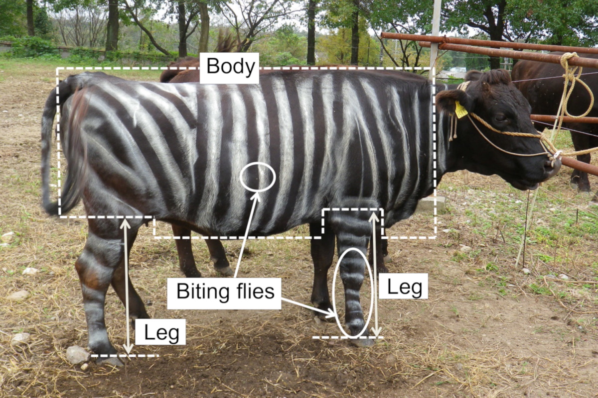 Mucca zebra