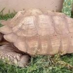 Tartaruga nigeriana sacra morta a oltre 300 anni