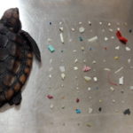 Tartaruga uccisa dalla plastica