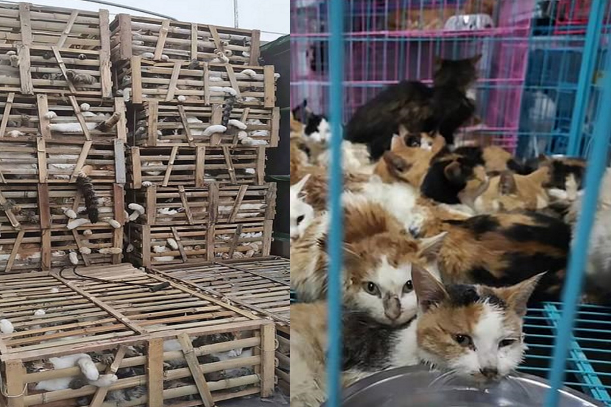 Gatti salvati in Cina