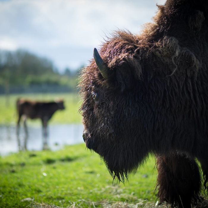 bisonte helen