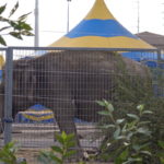 Elefante circo Brescia
