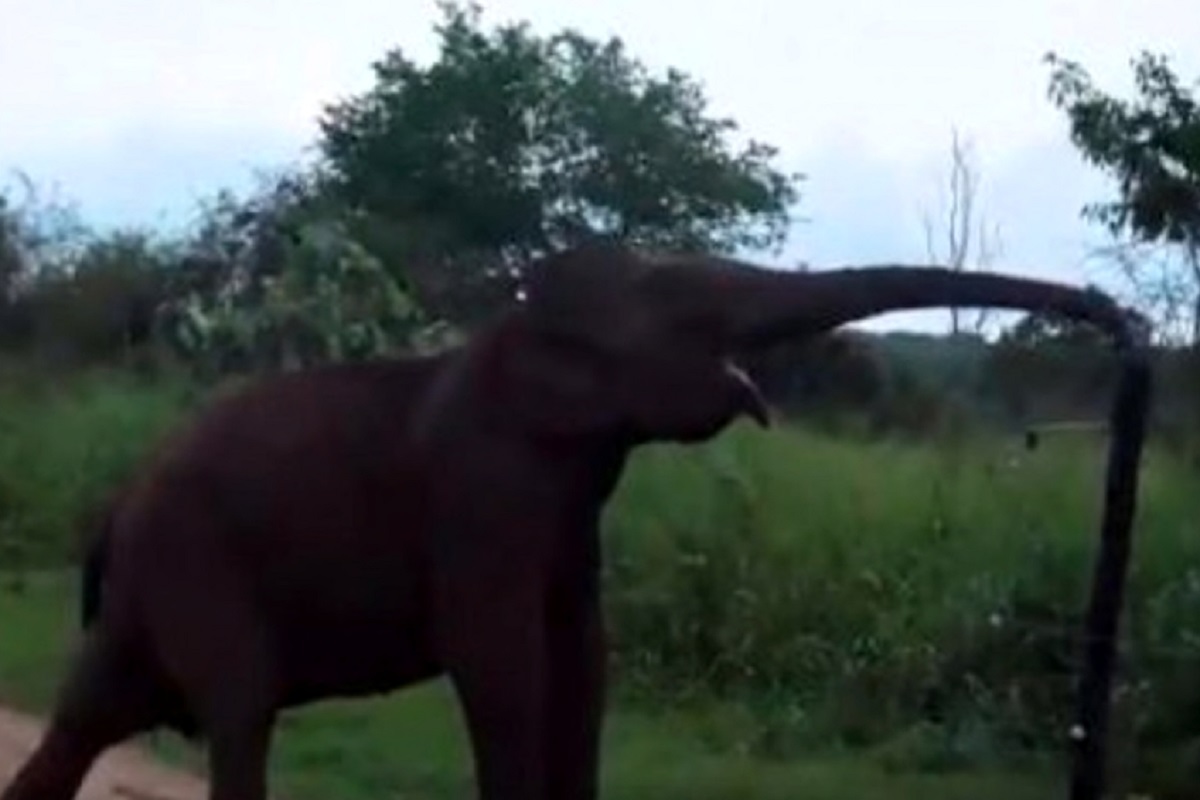 Elefante più furbo