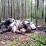Elefante decapitato Indonesia