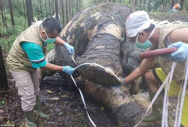 Elefante Sumatra decapitato