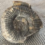 Fossile Ammonite Cile