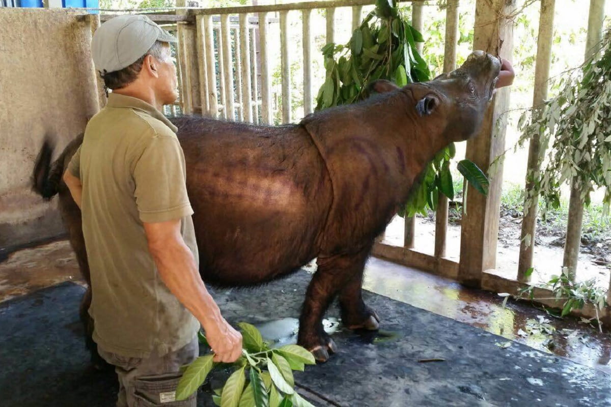 Iman rinoceronte