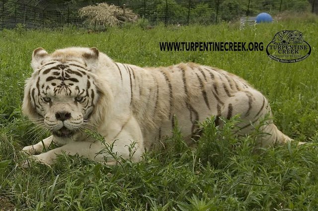 Kenny la tigre bianca