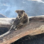 Koala uccisi dagli incendi in Australia