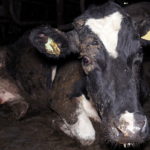 Mucche da latte Cremona