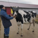Realtà virtuale mucche da latte