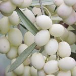 oliva-bianca-tuscia