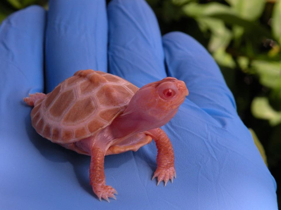 tartarughe albine