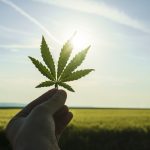 cannabis light legale
