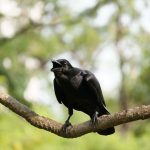 corvi intelligenti