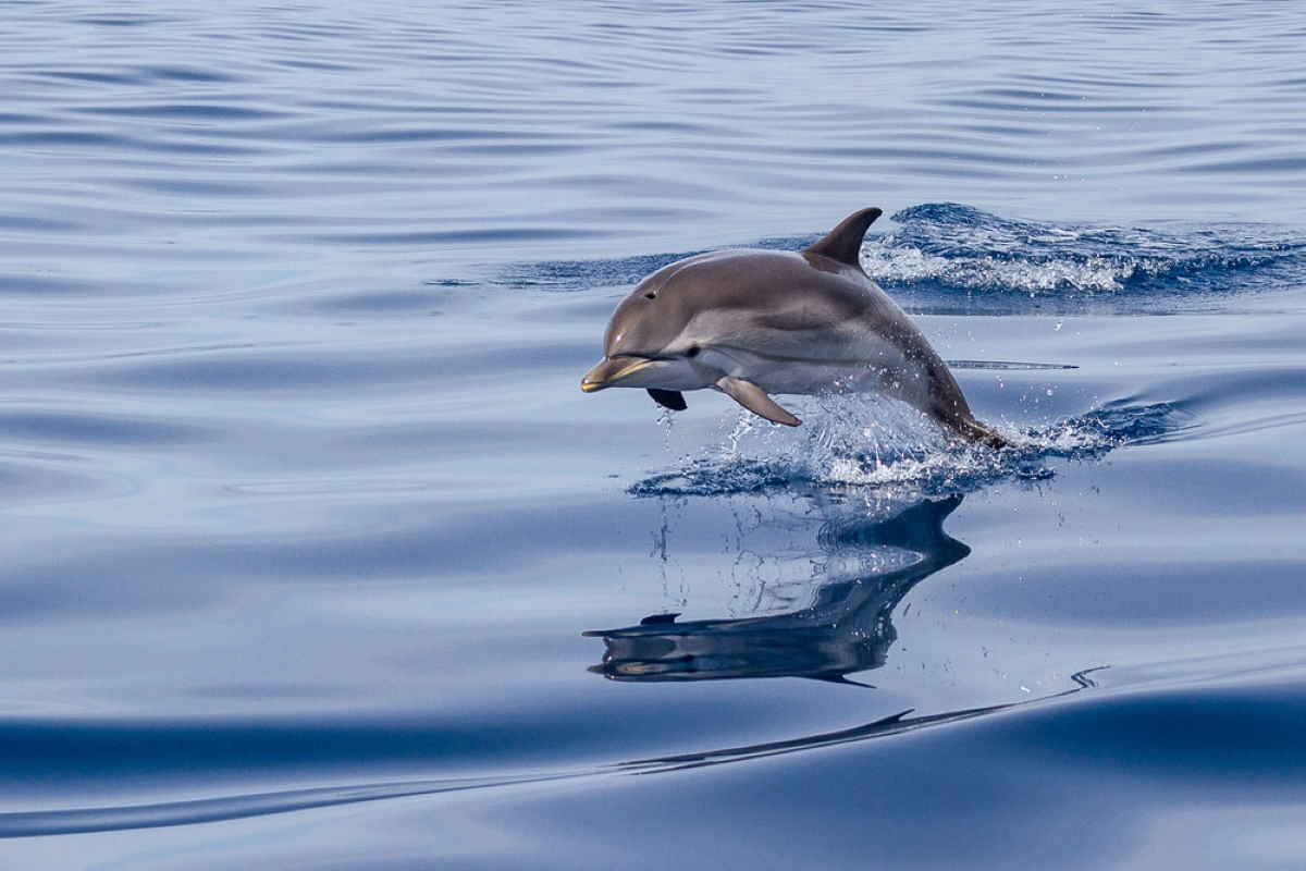 Nasce Il Mare Dei Delfini La Piu Grande Area Protetta Del Mediterraneo Per I Cetacei Greenme It