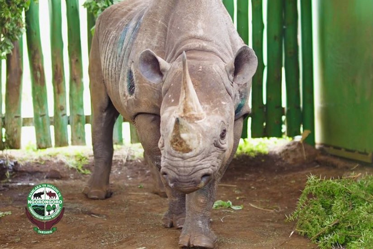 Rinoceronte Fausta