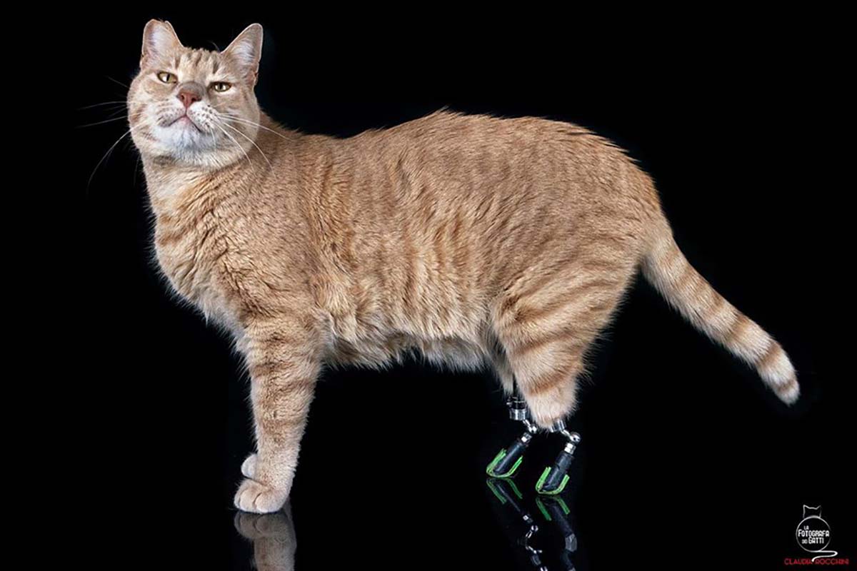 vito-gatto-protesi