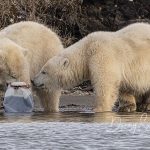 Orsi polari giocano con la plastica
