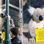 raccolta fondi koala