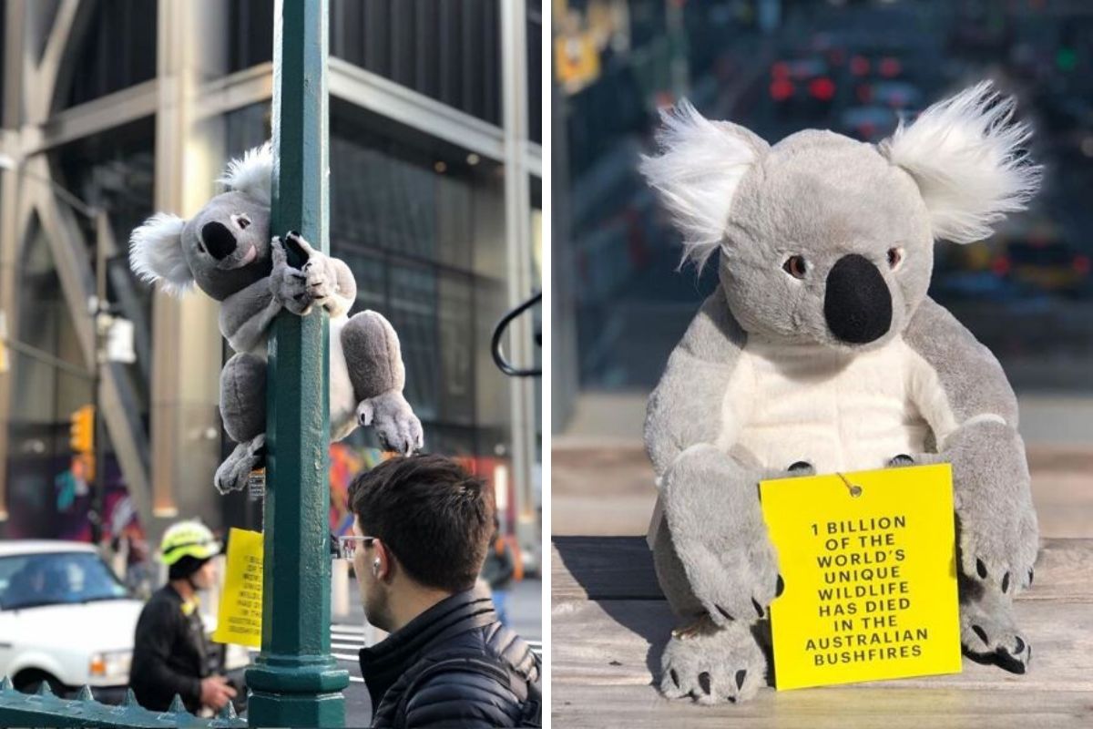 raccolta fondi koala