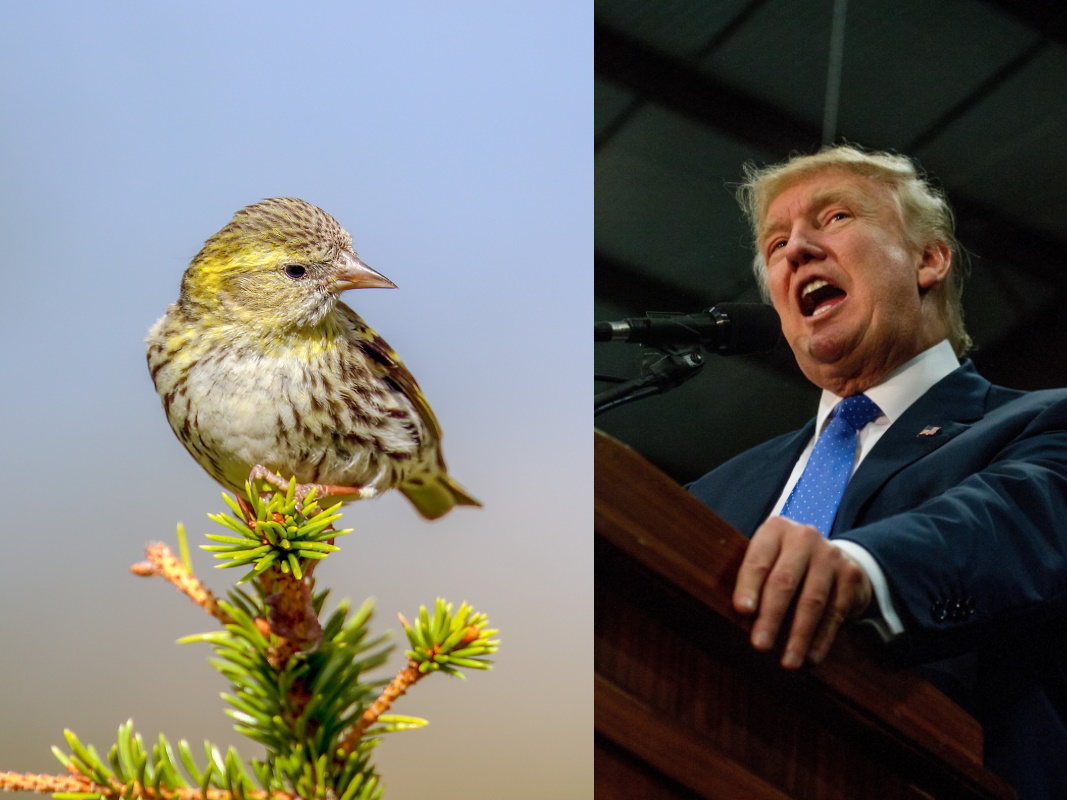 Trump uccelli migratori