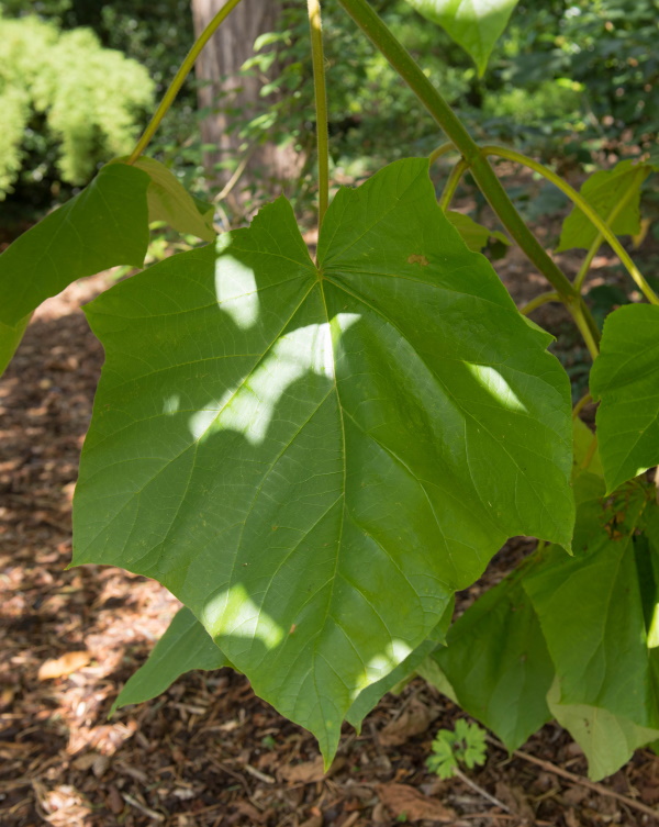 foglie paulownia