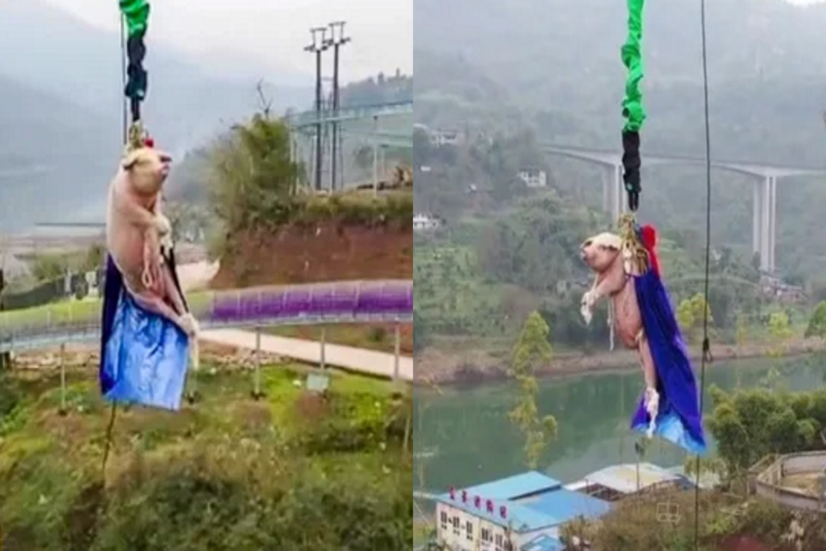 Maiale bungee jumping Cina