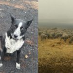 Border collie salva gregge di pecore