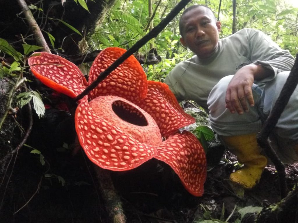 Rafflesia tuan-mudae