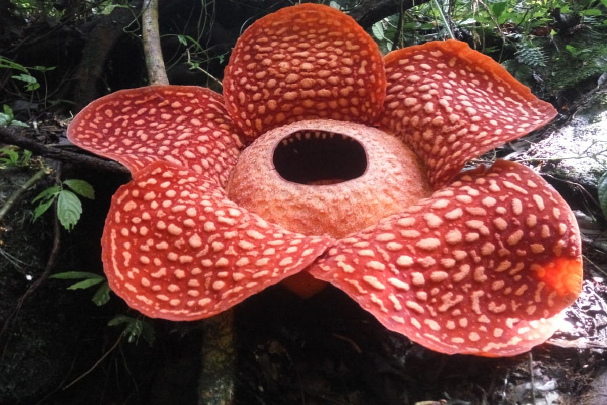 Il fiore più grande (e puzzolente) del mondo è appena sbocciato in  Indonesia - greenMe