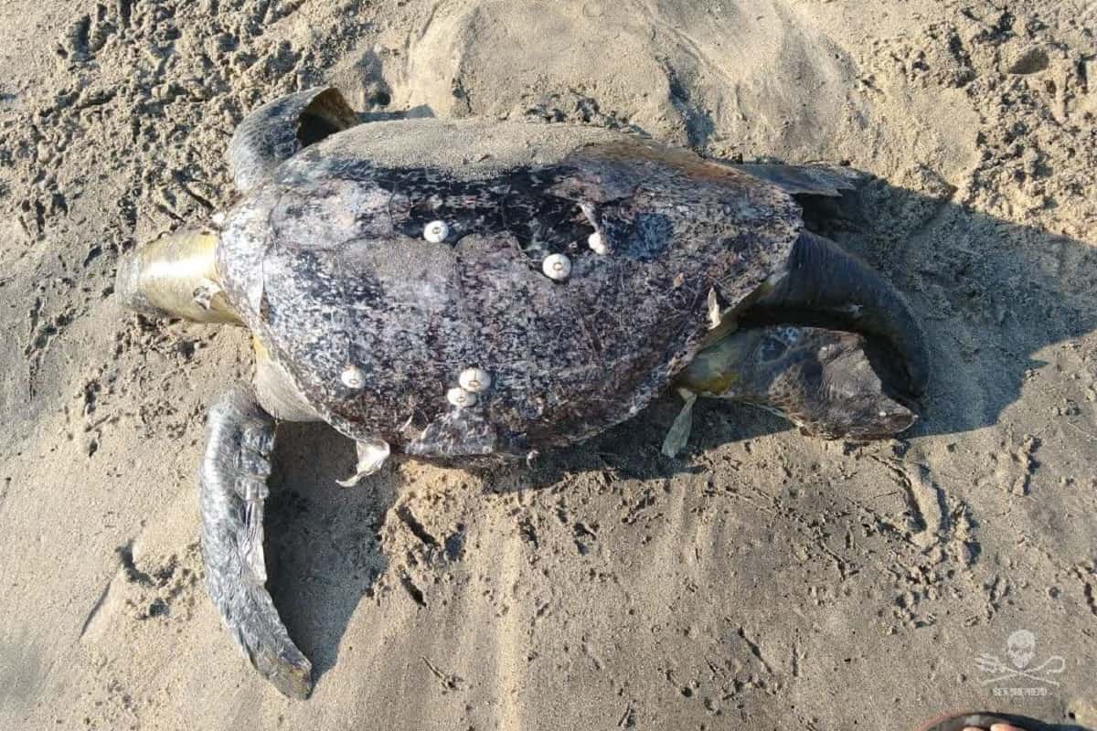 tartarughe morte in Messico