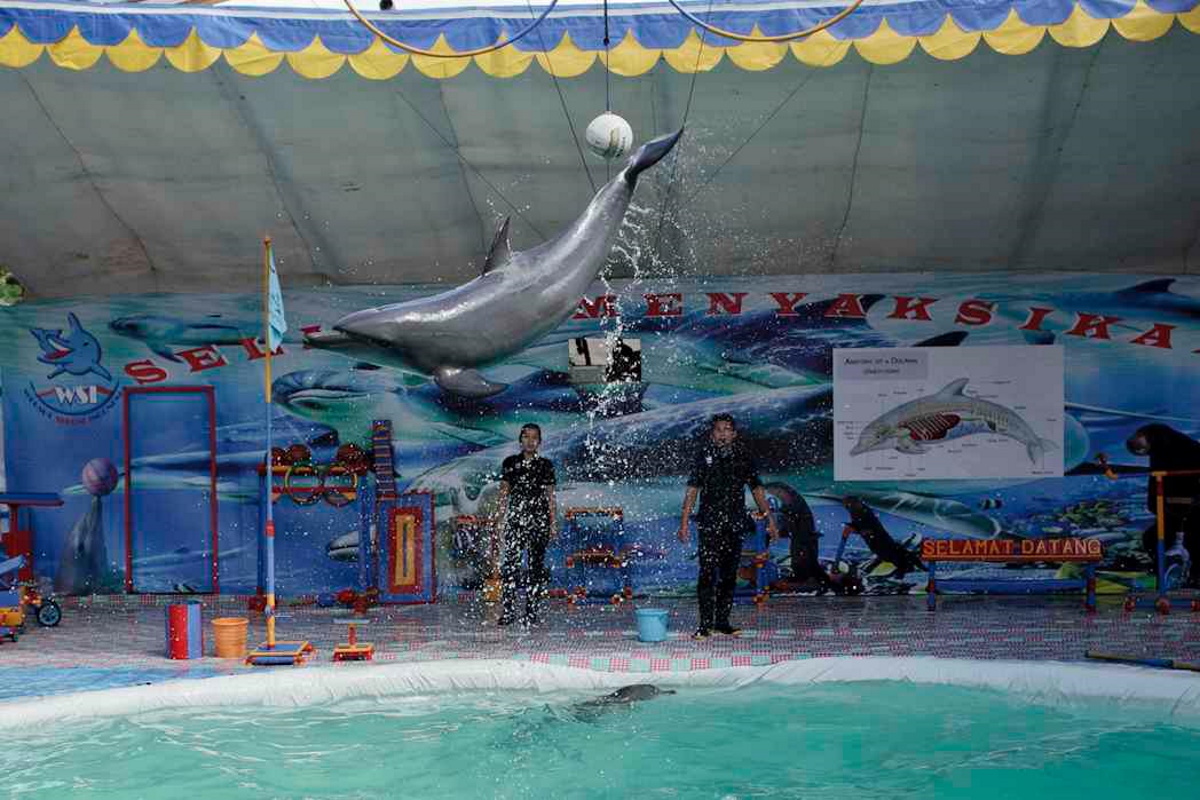 delfini circo