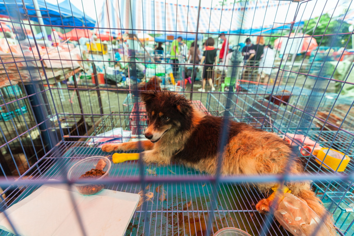 Yulin Dog Meat Festival