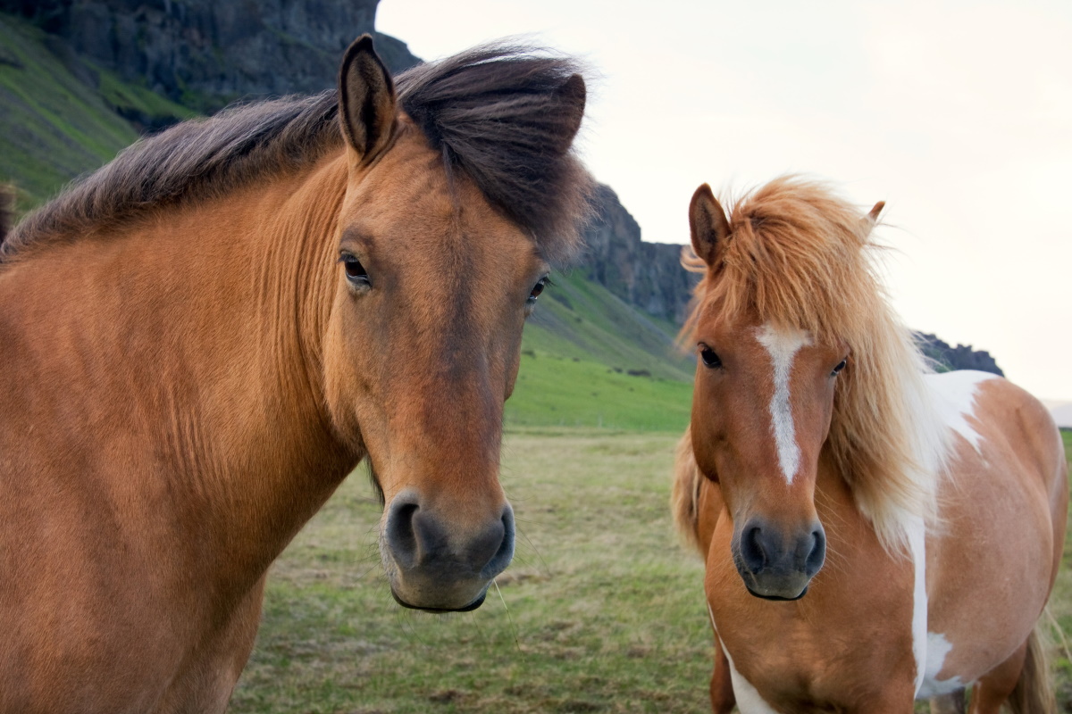 Trovato Cavallo Con Taglio All Orecchio Di 8 Cm Aumentano Le Misteriose E Orribile Mutilazioni Degli Equini In Francia Greenme It