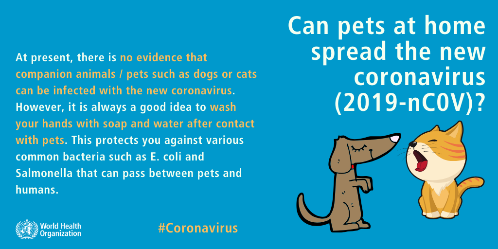 Coronavirus animali domestici