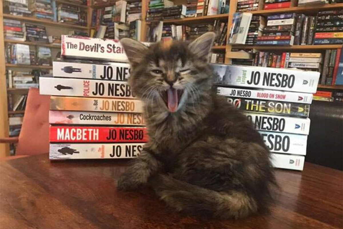 gatti libreria