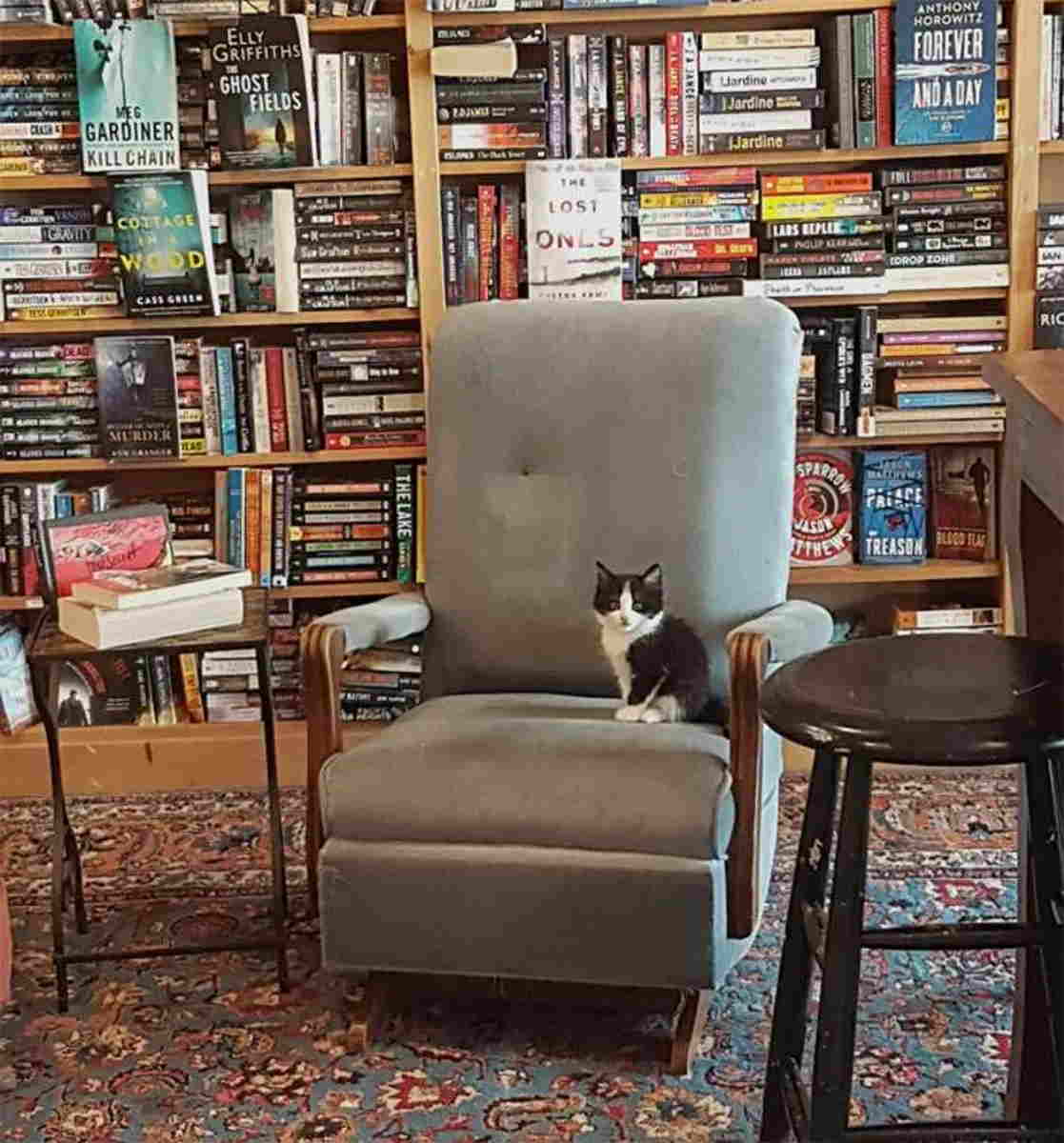 gatti libreria canada