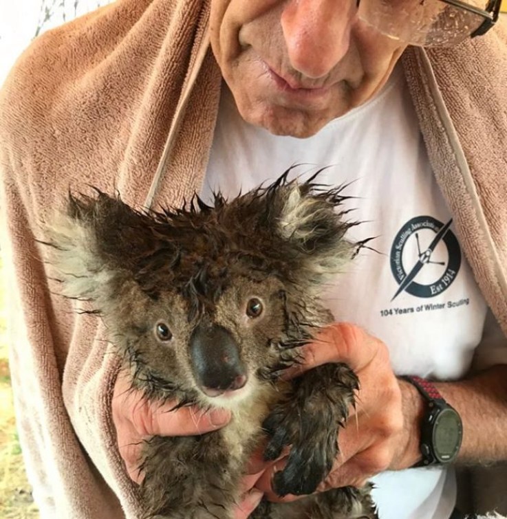 koala feriti