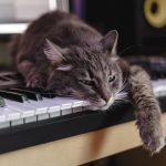 musica gatti