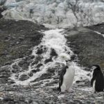 pinguini antartico