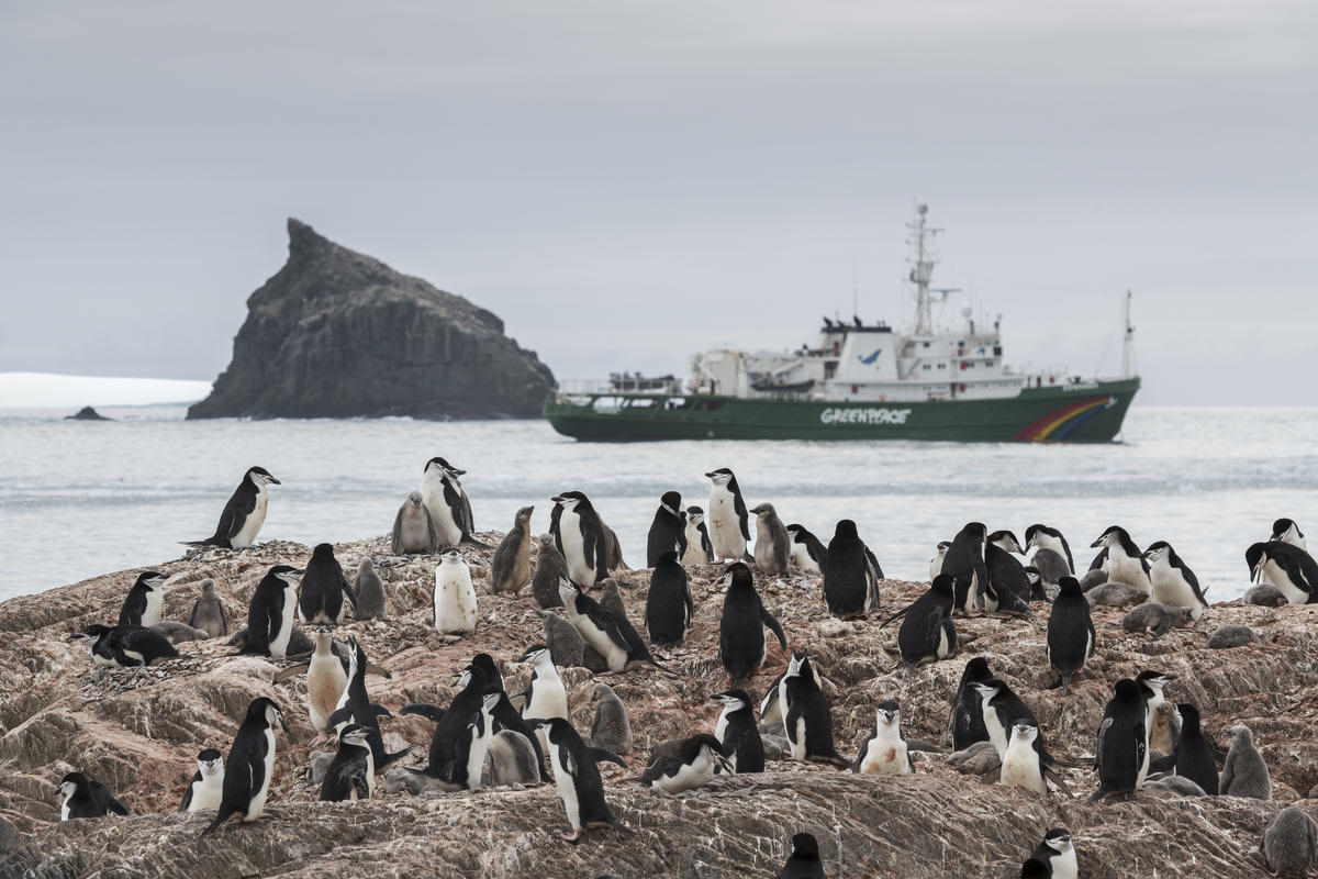 pinguini antartico