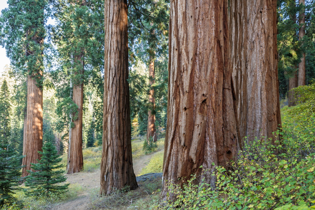 foresta sequoia