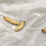 larva-tarma-cera-plastica