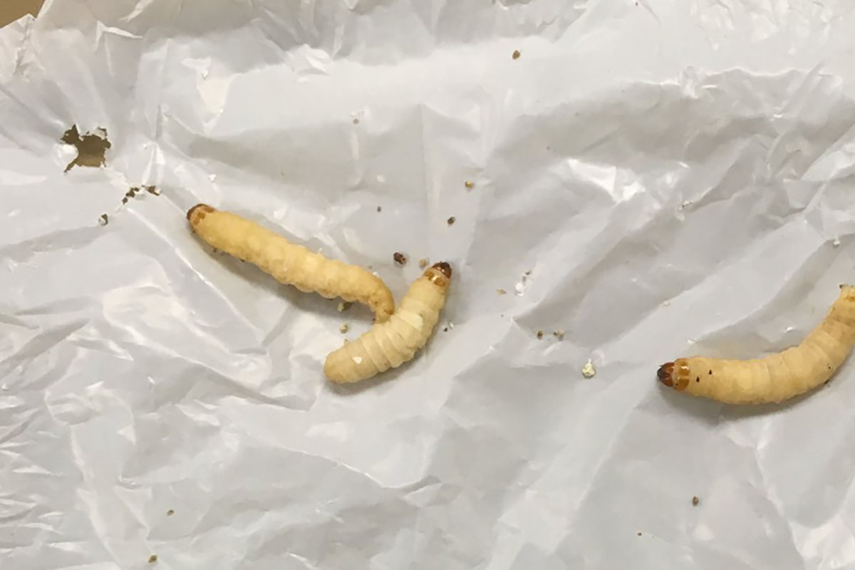 larva-tarma-cera-plastica