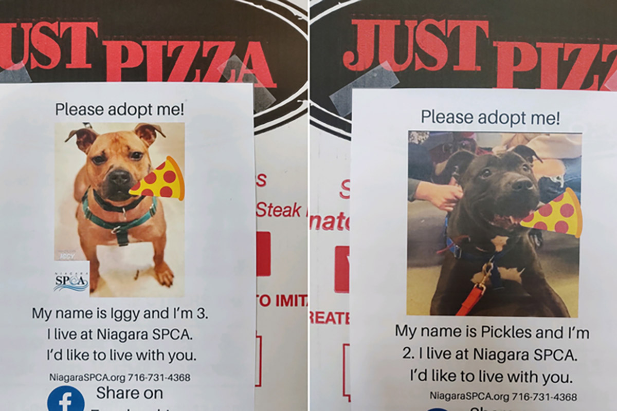 volantini-cani-pizza
